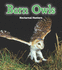 Barn Owls: Nocturnal Hunters
