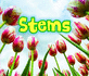 All About Stems (Acorn: All About Plants)
