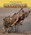 Carnivores (What Animals Eat)