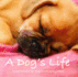 Dogs (Inspirational Books)
