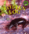 Life in a Rotten Log (Microhabitats)