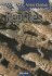 Reptiles (Animal Kingdom)