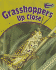 Grasshoppers Up Close (Minibeasts Up Close)
