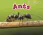 Ants