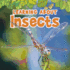 Learning About Insects (the Natural World)