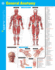 General Anatomy Sparkcharts