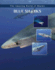 Blue Sharks (Amazing World of Sharks)