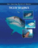 Tiger Sharks (the Amazing World of Sharks)