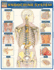 Endocrine System: Quickstudy Laminated Anatomy Reference Guide (Quick Study Academic)