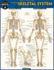 Skeletal System: Advanced: Quickstudy Laminated Reference Guide (Quick Study Academic)