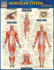 Muscular System Advanced: a Quickstudy Laminated Reference Guide (Quick Study Academic)