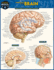 Brain: a Quickstudy Laminated Reference Guide (Quick Study Academic)