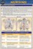 Nursing: a Quickstudy Laminated Reference Guide