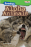 Showdown: Alpha Animals (Time for Kids�: Informational Text)