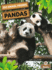 Osos Panda (Animales Amistosos Del Zool�gico) (Spanish Edition)