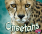 Cheetahs