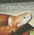 Copperheads (First Facts: Snakes)