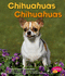 Chihuahuas/ Chihuahuas