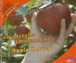La Cosecha De Manzanas/Apple Harvest (Todo Acerca Del Oto�o/All About Fall) (Multilingual Edition)