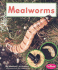 Mealworms (Watch It Grow)