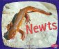 Newts (Pebble Plus: Amphibians)