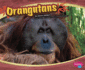 Orangutans