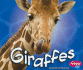 Giraffes