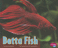 Betta Fish (Pebble Plus)