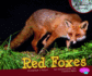 Red Foxes (Pebble Plus: Nocturnal Animals)