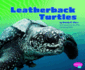 Leatherback Turtles (Reptiles)