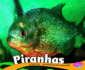 Piranhas (Pebble Plus: South American Animals)