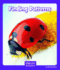Finding Patterns (Wonder Readers Fluent Level)