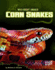 Corn Snakes (Edge Books: Wild About Snakes)