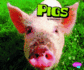 Pigs (Farm Animals)