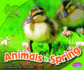 Animals in Spring (Pebble Plus: All About Spring)