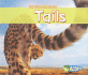 Tails (Spot the Difference)