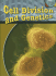Cell Division and Genetics (Cells and Life)