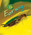 Earwig (Heinemann First Library; Bug Books)