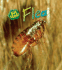 Flea (Heinemann First Library; Bug Bopk)