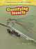 Classifying Insects (Classifying Living Things)