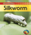 Life Cycle of a Silkworm