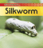 Silkworm (Life Cycle of a)