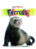 Ferrets (Keeping Unusual Pets)