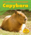 Capybara (a Day in the Life: Rain Forest Animals)