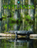 Wetlands (Biomes Atlases)