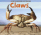 Claws (Acorn: Animal Spikes and Spines)