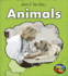 Animals