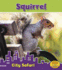 Squirrel (City Safari)