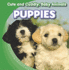 Puppies