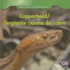 Copperhead / Serpiente Cabeza De Cobre (Killer Snakes / Serpientes Asesinas) (English and Spanish Edition)